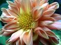 Orange Dahlia
