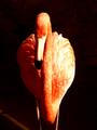 Pink Flamingo