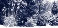 Winter Wonderland