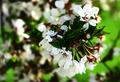 Spring Promise