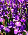 Watercolor Iris