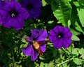 Hummingbird Moth