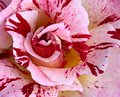 Candy Cane Rose
