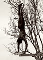 Diver Down