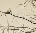 Spring visitor