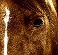 It's all in the Eyes