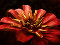 Radiant - Textured