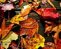 Fall Litter
