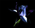 black and blue