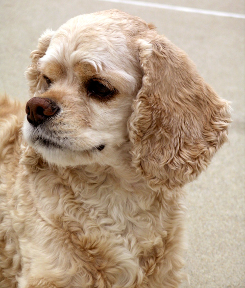 Tucker