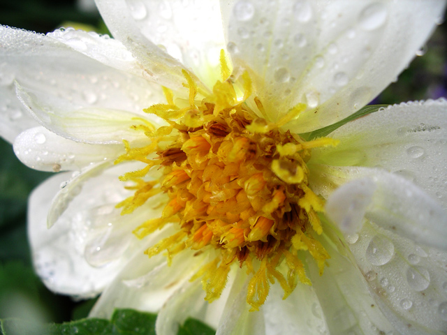Dahlia