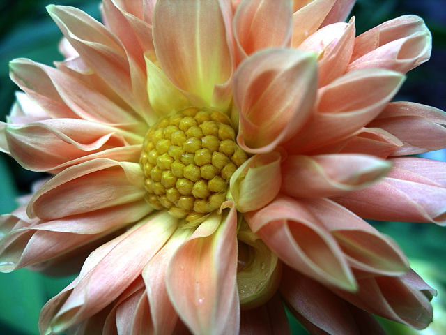 Orange Dahlia