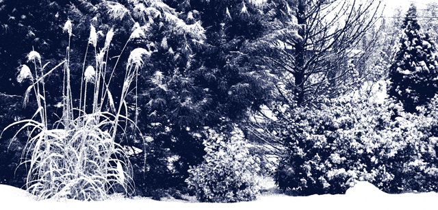 Winter Wonderland
