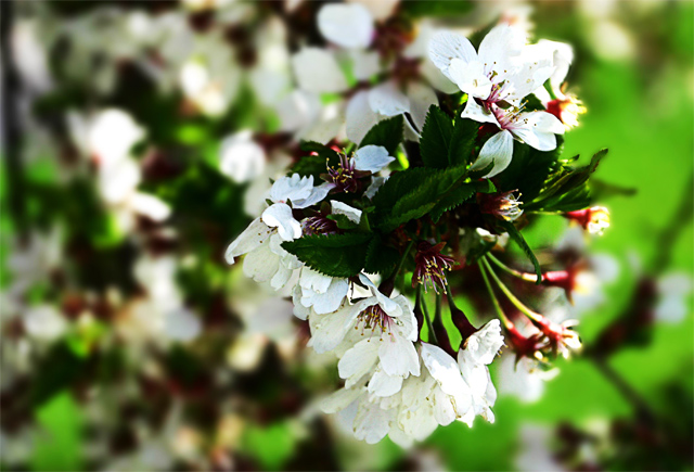 Spring Promise