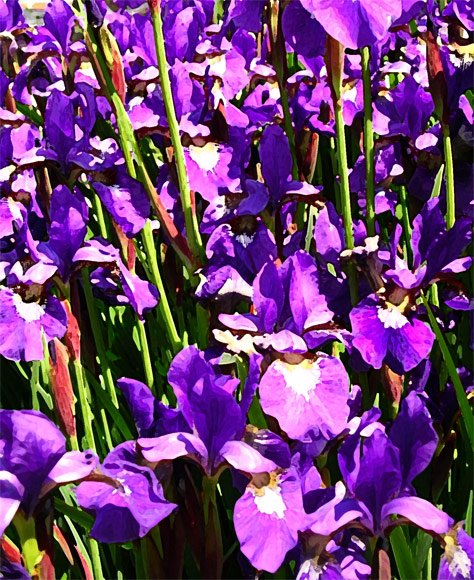 Watercolor Iris