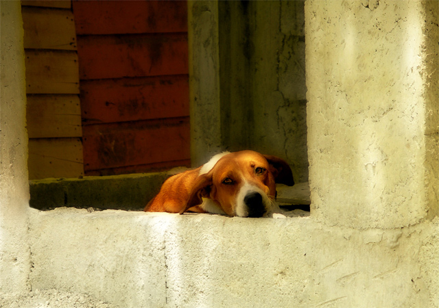 Jamaican Watchdog
