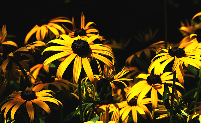 Summer Sun