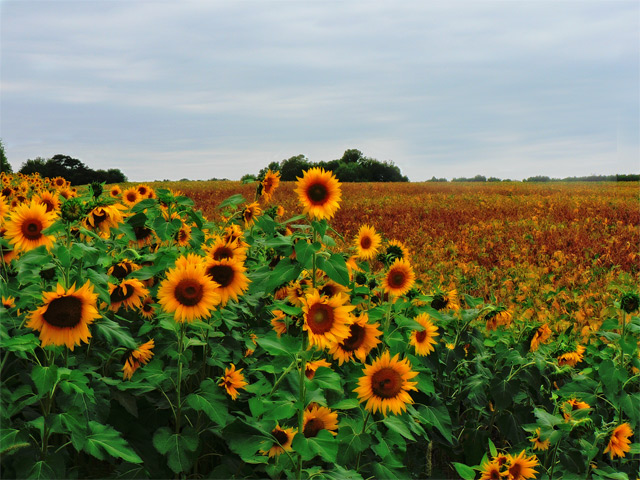 Sunny Day
