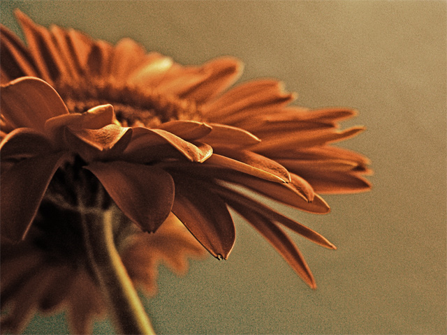 Earthy