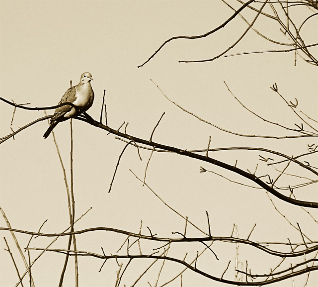 Spring visitor