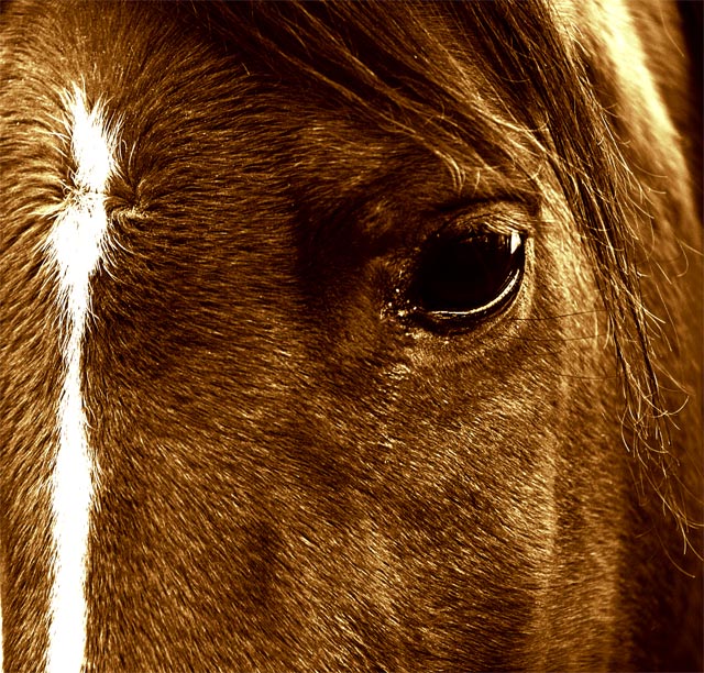 It's all in the Eyes