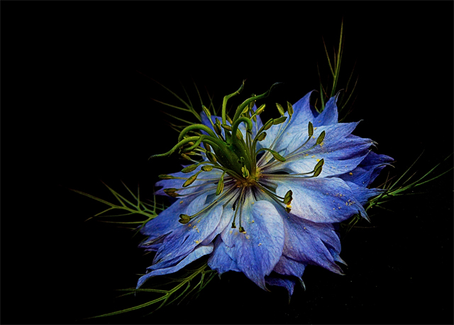Blue Surprise