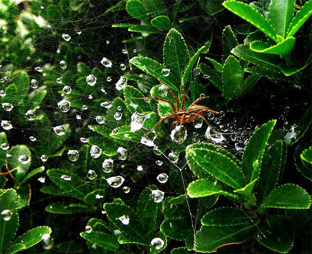 Come into my Web