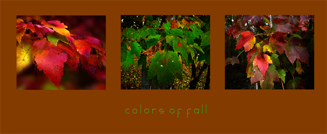 Colors of Fall