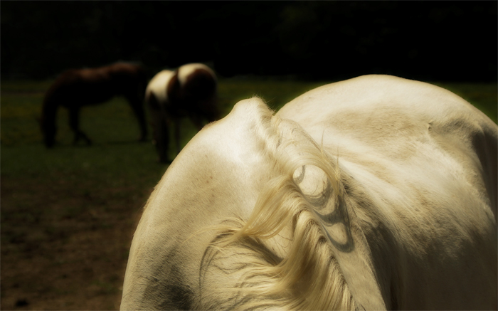 Grazing