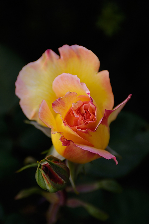 Rose.jpg
