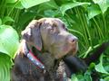 Chocolate Lab