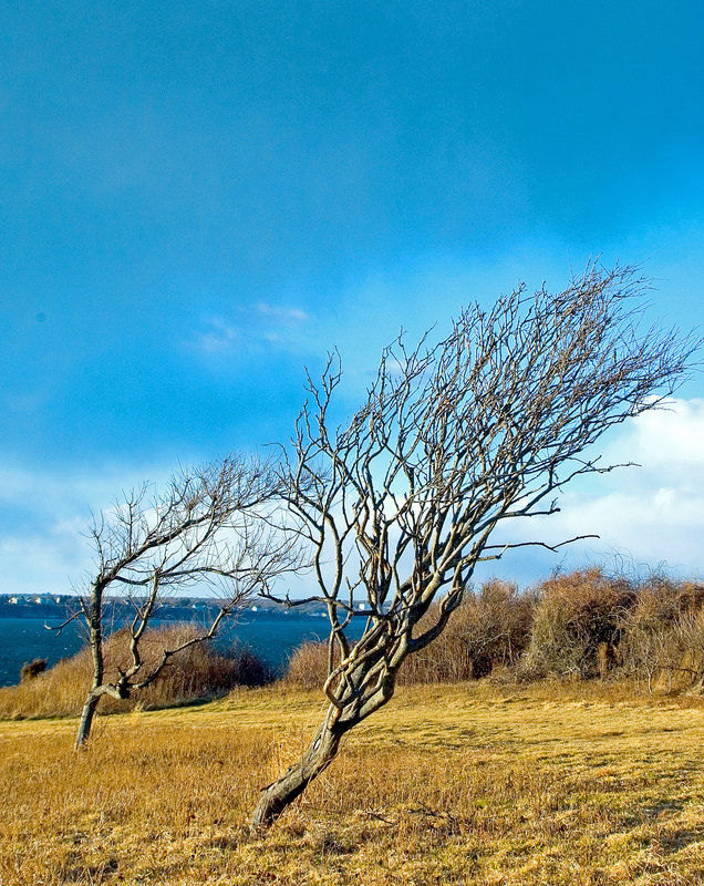 Windswept