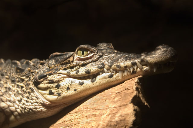 Croc_1233_DP.jpg