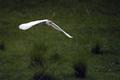 Flying Bird