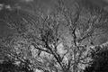 BackYard with Infrared filter