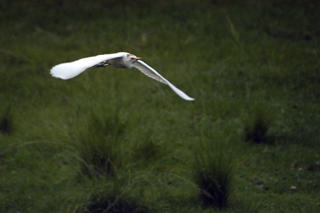 Flying Bird
