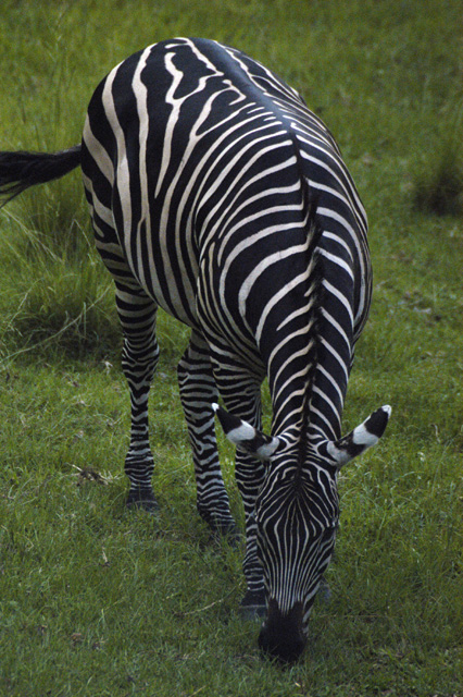 Zebra