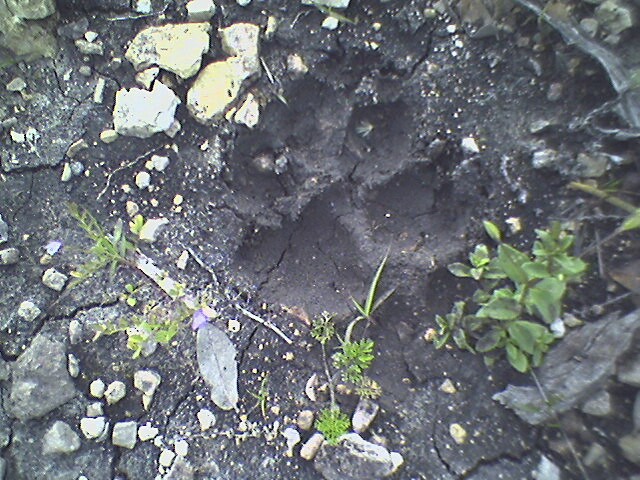 RanchFootprint