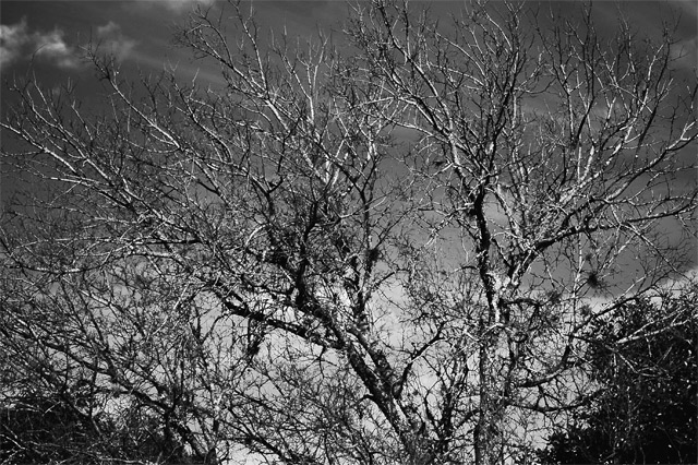 BackYard with Infrared filter