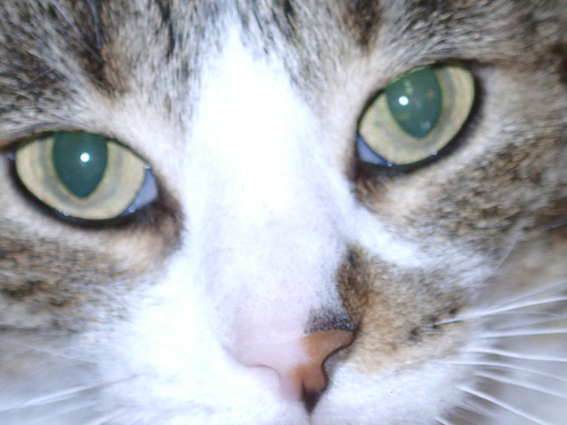 Tigger