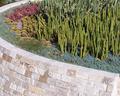 Cactus Garden at the Getty - 8x10
