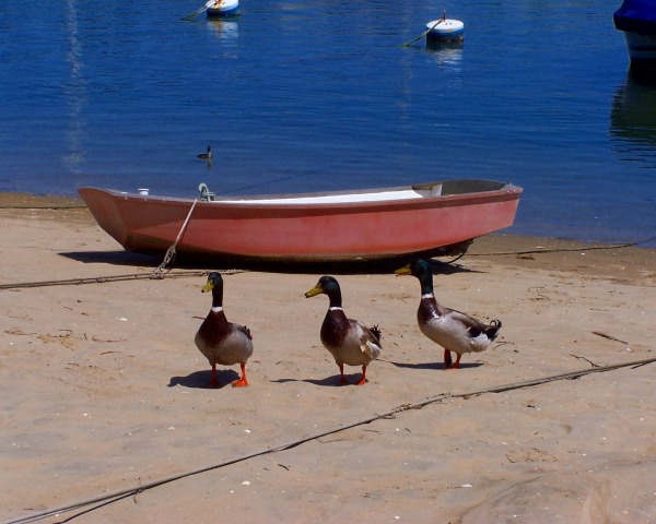 Ducks at Balboa