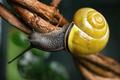 Yellow Snail