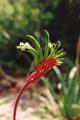 Floral Emblem of Western Australia