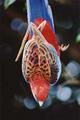 Crimson Rosella