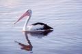 Reflection of a Pelican