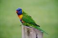 Rainbow Lorikeet