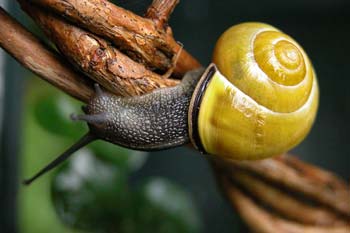 Yellow Snail