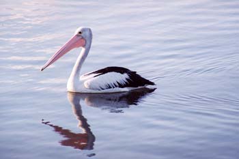 Reflection of a Pelican