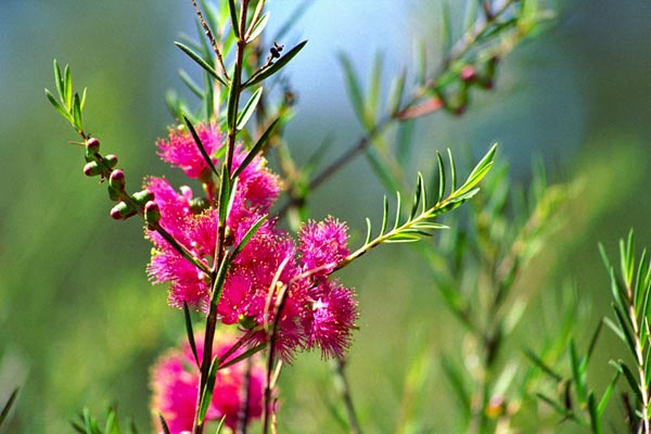 Flower in Canberra